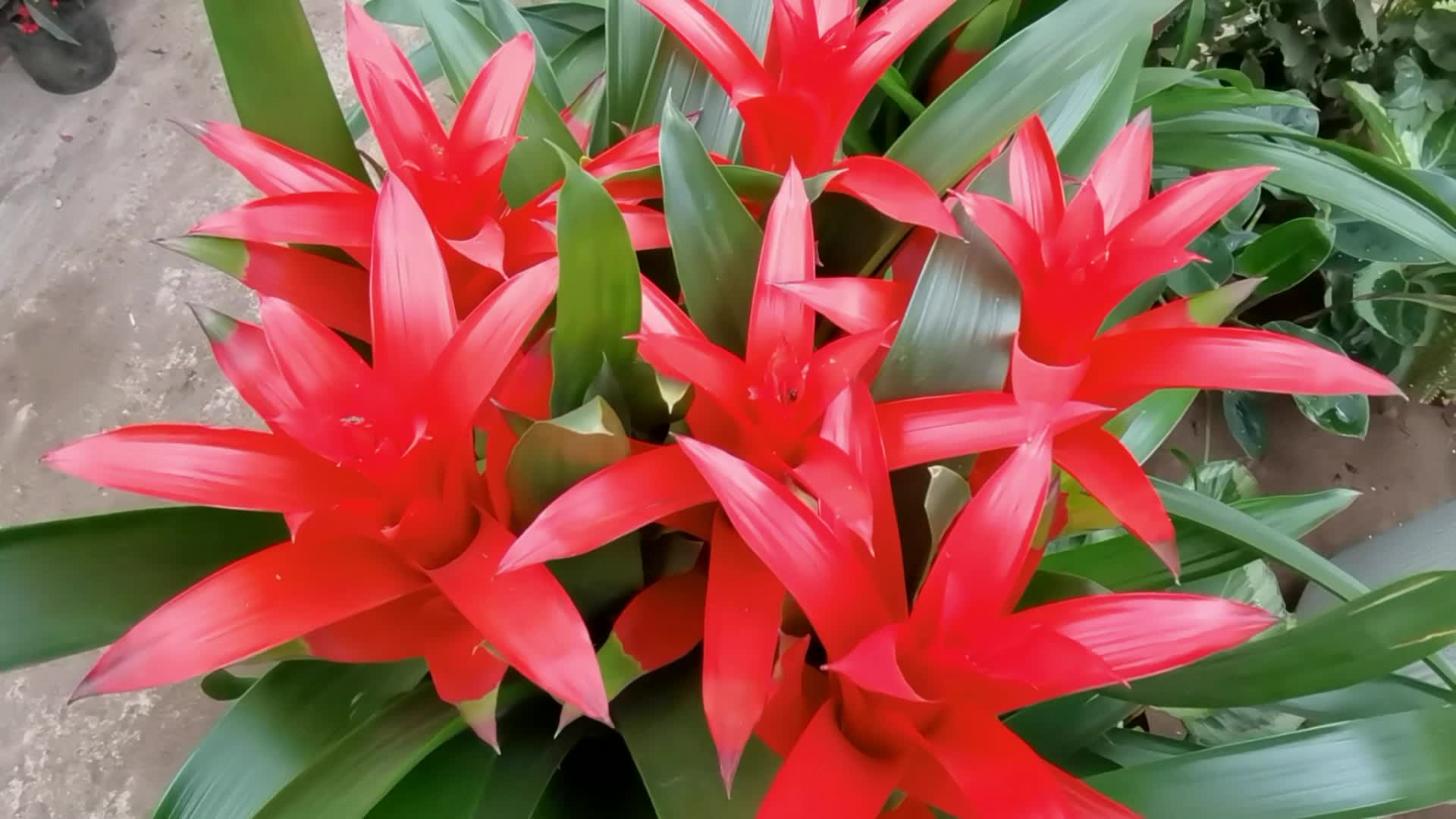 火红的凤梨花,原创视频