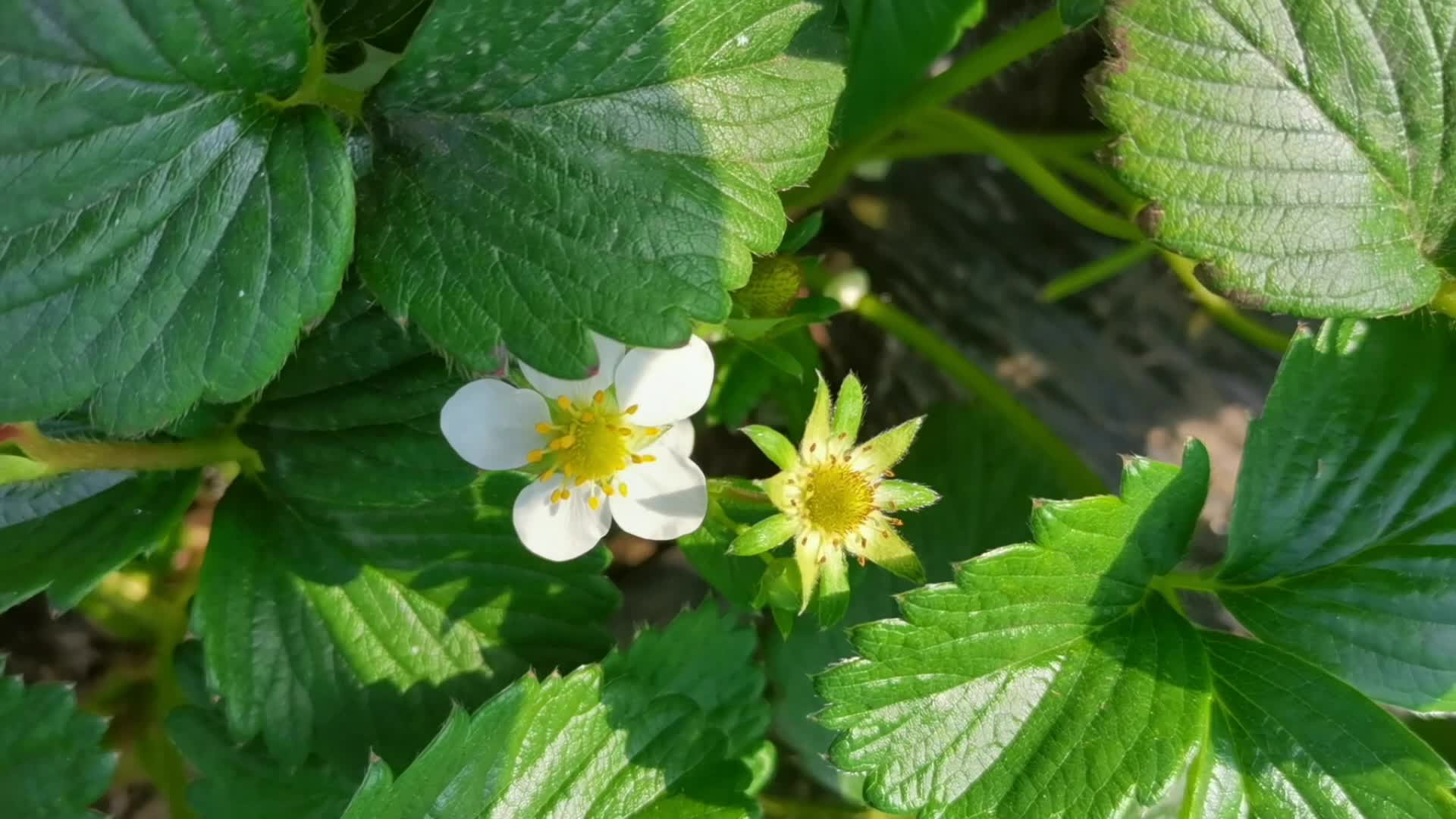草莓花原创视频