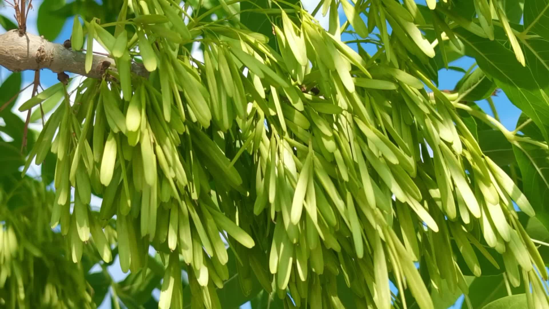 白蜡树种子果实,原创视频__财经头条