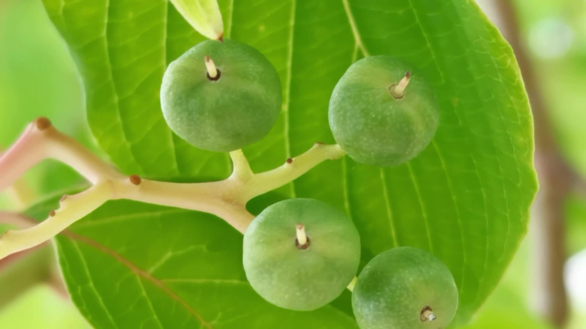 灯台树绿果实原创视频