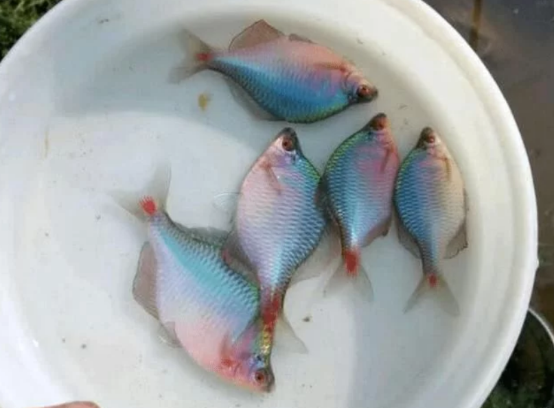 农村河沟里有一种特好看的鱼在城里能卖钱却在农村没人爱吃它