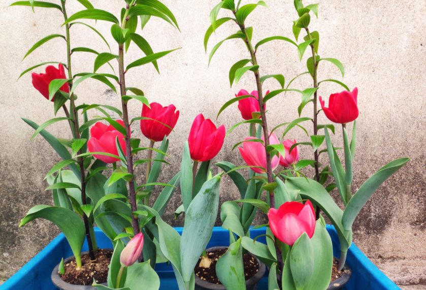 面善心狠的郁金香外表美艳内心狠毒碰不得