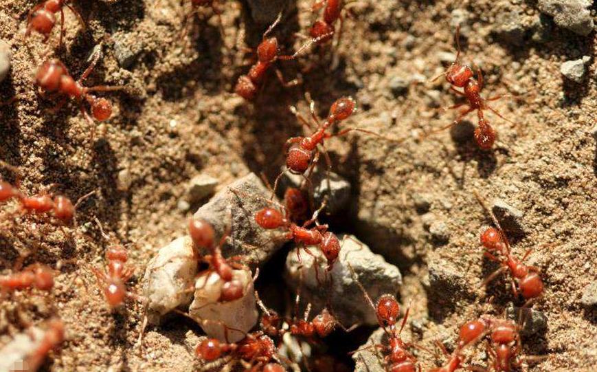 蚂蚁遇到洪水怎么办?抱团形成空气舱,难怪在地球存活了两亿年
