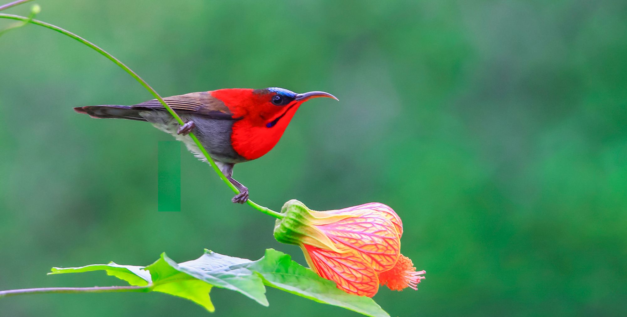 太阳鸟爱上金铃花_高清图集_新浪网