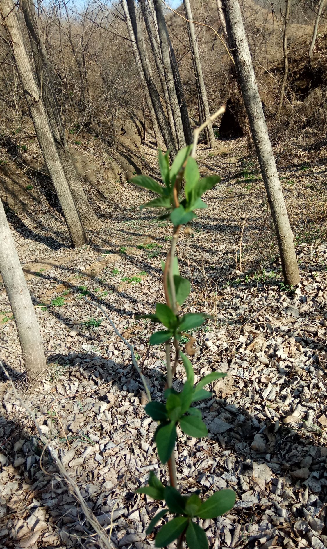 春天野草探出头,我们来认识一下吧