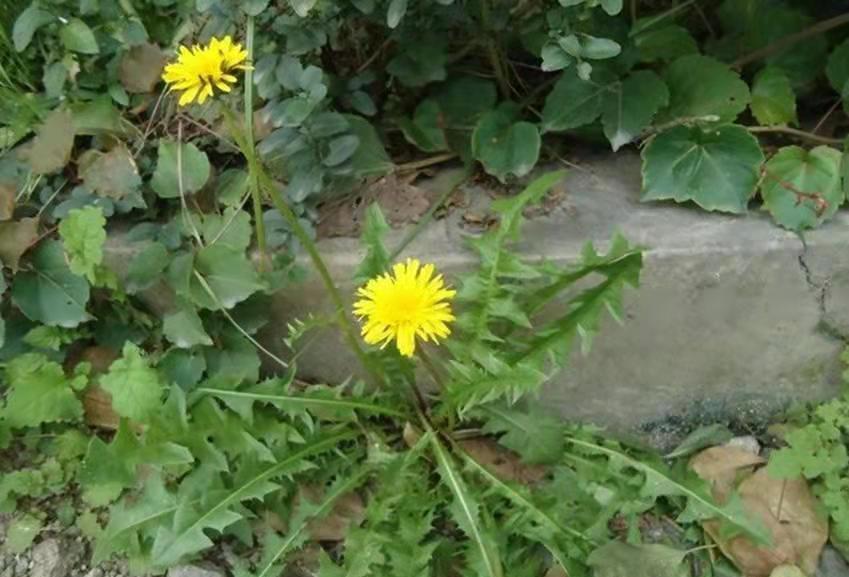 这种草襄阳人叫它黄黄苗,过去穷时把它当菜吃,你知道有几种吃法_高清