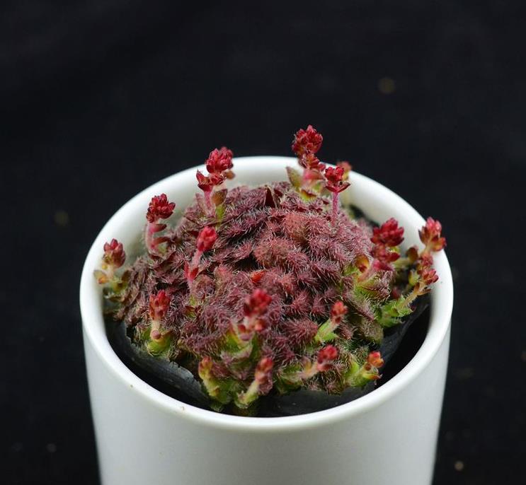 新手养花,不如养观赏精品:毛海星,花朵红白相间,美到窒息