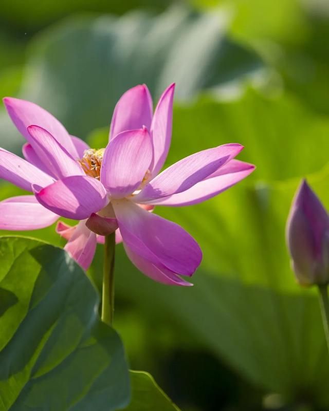 太低调!山东这个宝藏小城自带质感,不输洞庭,欧阳修都被他迷倒休闲区蓝鸢梦想 - Www.slyday.coM 太低调!山东这个宝藏小城自带质感,不输洞庭,欧阳修都被他迷倒休闲区蓝鸢梦想 - Www.slyday.coM