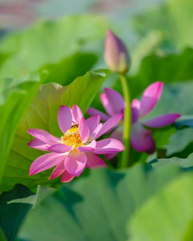 太低调!山东这个宝藏小城自带质感,不输洞庭,欧阳修都被他迷倒休闲区蓝鸢梦想 - Www.slyday.coM 太低调!山东这个宝藏小城自带质感,不输洞庭,欧阳修都被他迷倒休闲区蓝鸢梦想 - Www.slyday.coM