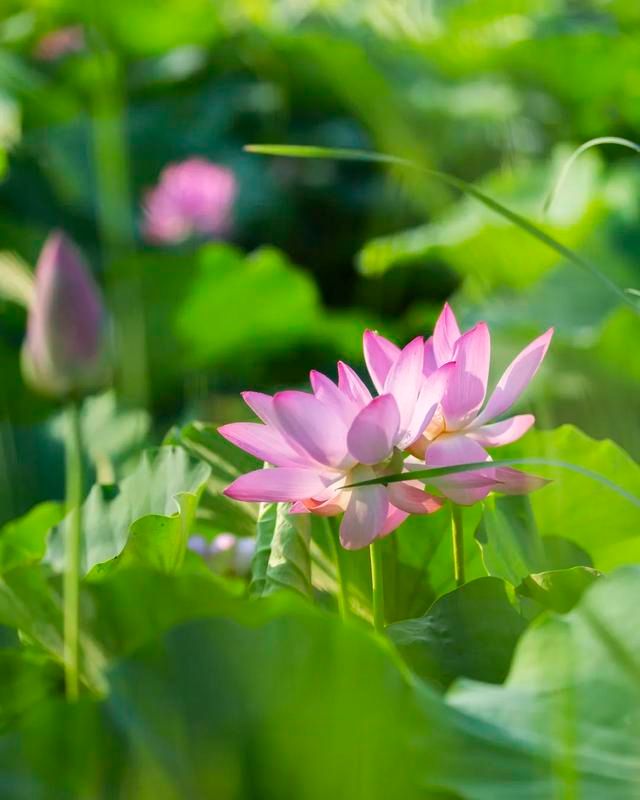 太低调!山东这个宝藏小城自带质感,不输洞庭,欧阳修都被他迷倒休闲区蓝鸢梦想 - Www.slyday.coM 太低调!山东这个宝藏小城自带质感,不输洞庭,欧阳修都被他迷倒休闲区蓝鸢梦想 - Www.slyday.coM