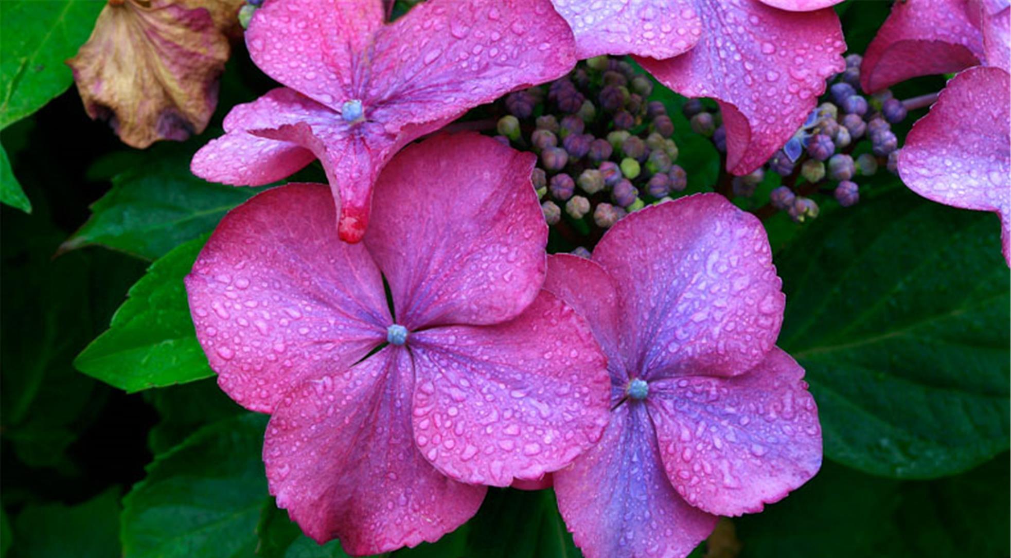 绣球花 花卉园 · Pixabay上的免费照片
