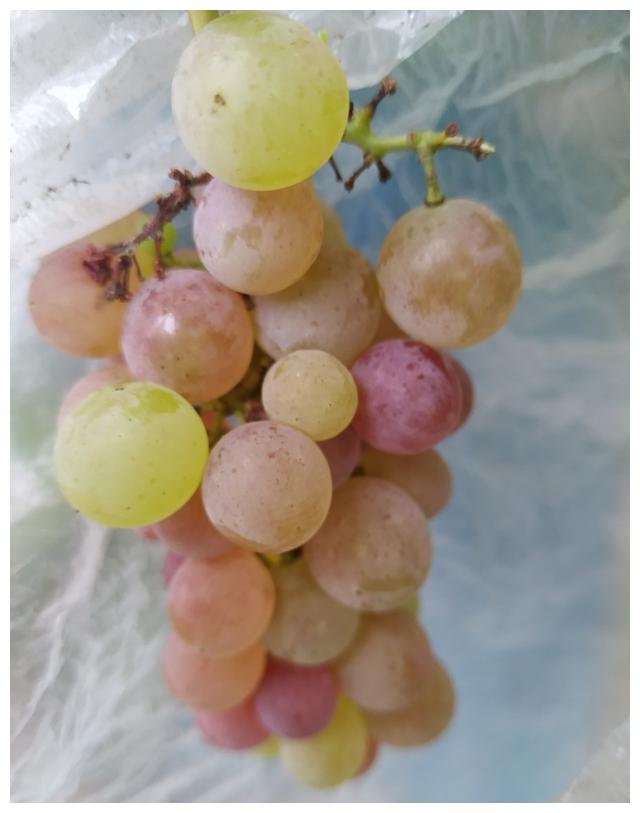 庭院葡萄寒香蜜熟了,品相一般,没有膨大,但是好吃
