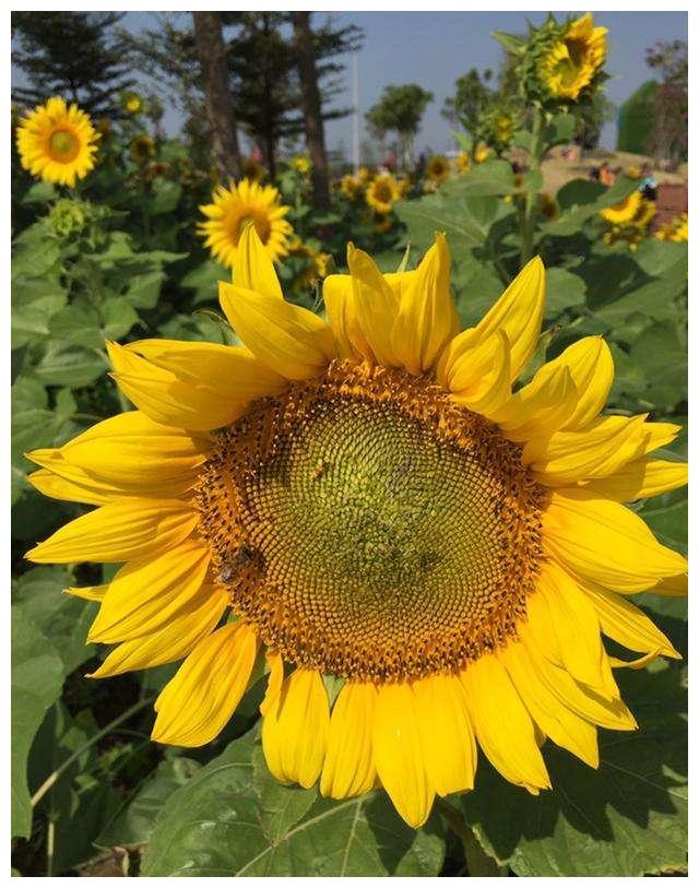 农历九月十二寒露后 养什么花 以下3种花 享受生活满心欢喜