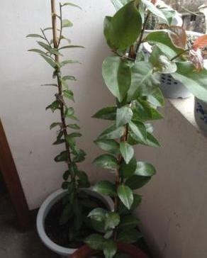 叶仙是个好东西养护简单用处多还能开满小花朵