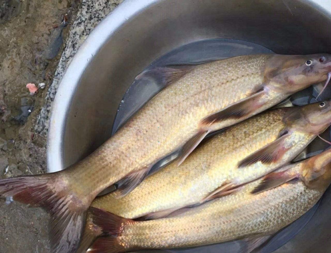 这种鱼俗称水米子长江黄河里都有现在受到严格保护