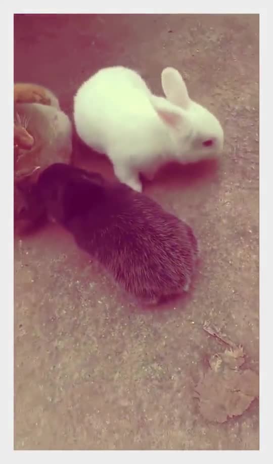 现在猫都改行了吗,都已经不抓老鼠了,开始抓兔子了!