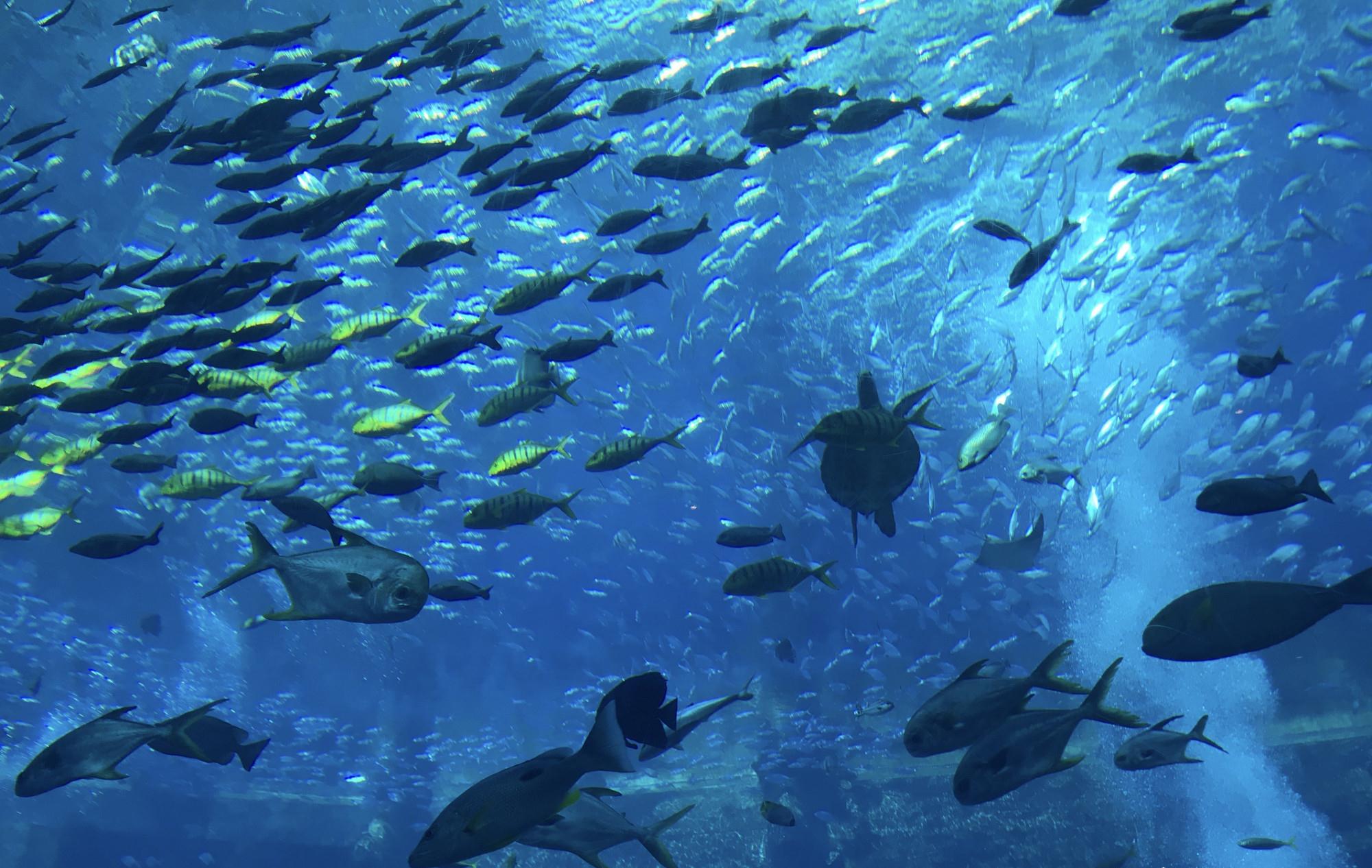 走进三亚亚特兰蒂斯失落的空间水族馆眼前呈现出震撼的海底世界