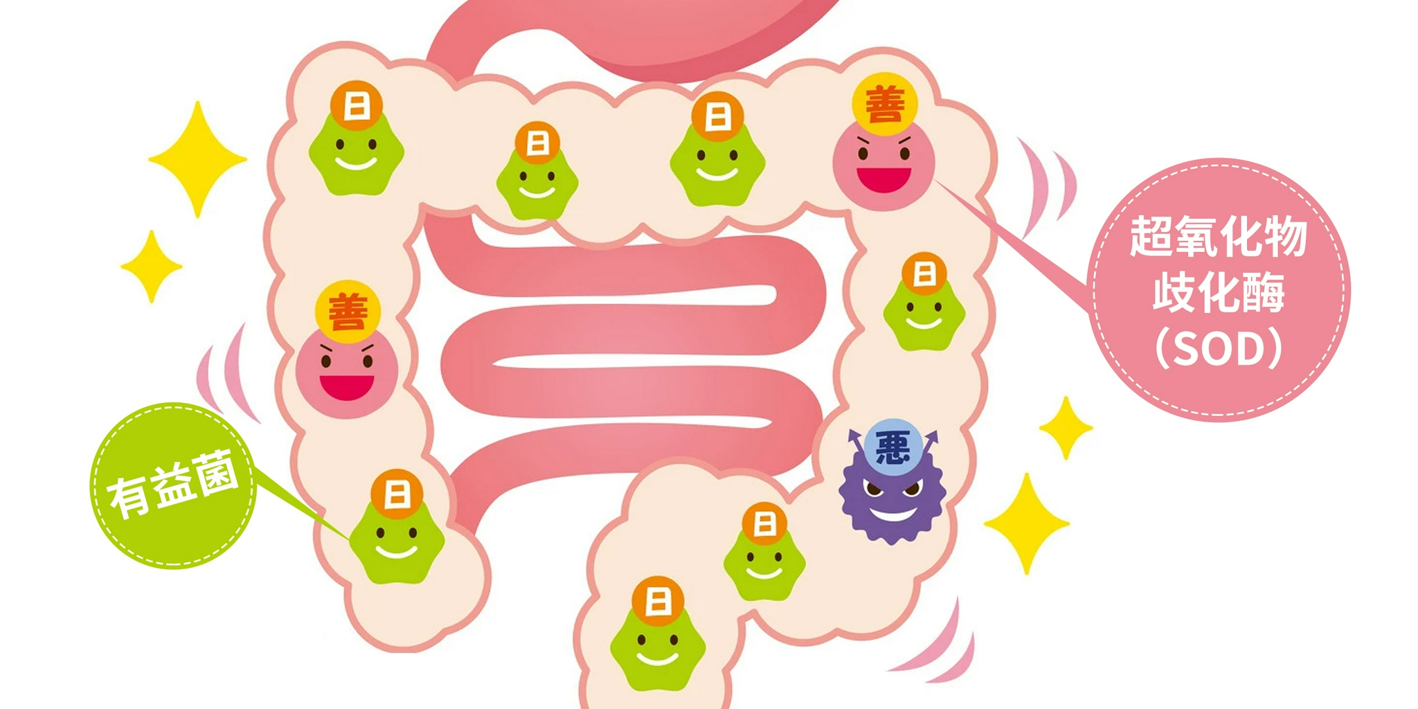 管不住你的肠道衰老做再多的护肤功课也是枉然