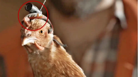 鸡头稳定器天然超级防抖摄像鸡中的战斗鸡