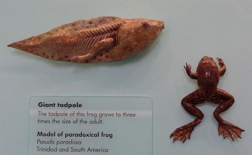 世界上最神奇的青蛙,蝌蚪时大的像条鱼,变蛙后尴尬了!