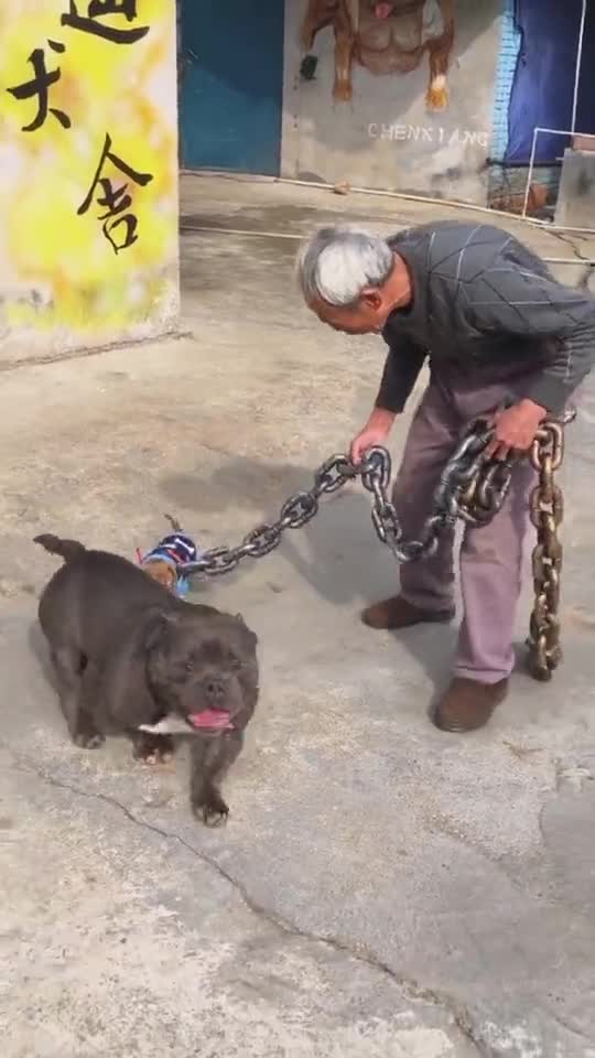 这么粗的链子拴一只小狗真是大材小用
