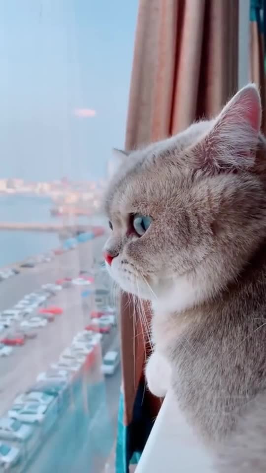 猫咪的侧颜有多漂亮它抬头的瞬间见识了