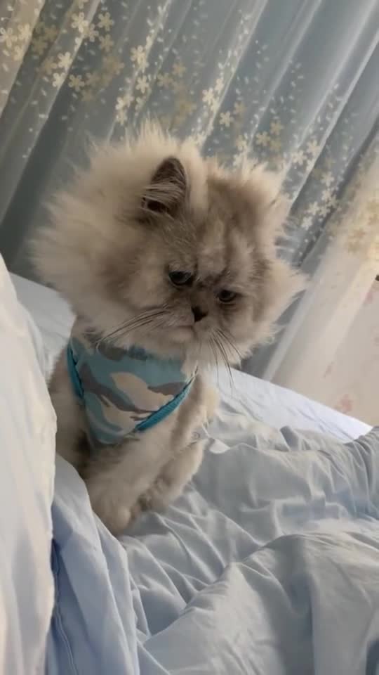 要想混得好,头发必须支棱起来,此刻小猫咪内心是崩溃的!
