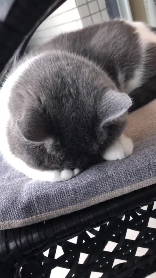 肥猫太可爱了,迷迷糊糊没睡醒的样子,好萌啊