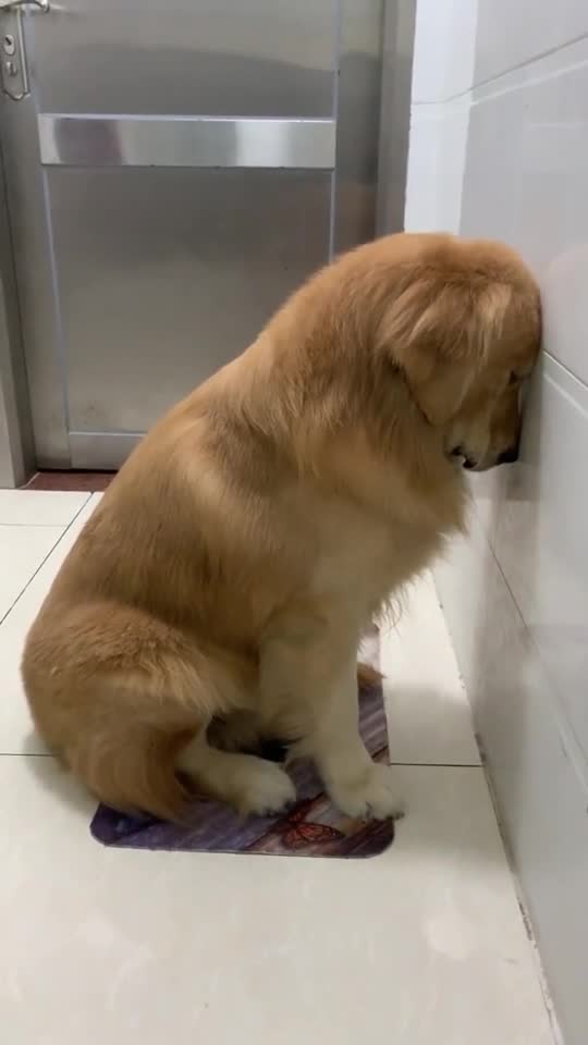 狗子犯了错,还知道面壁思过,太懂事了!