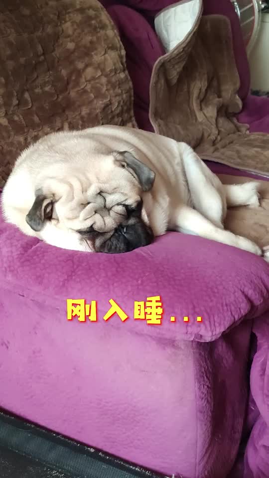 巴哥犬~睡的是横七竖八~