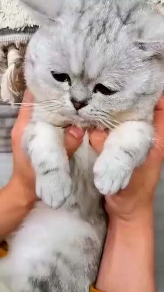 好委屈的小猫呀，想抱一抱！