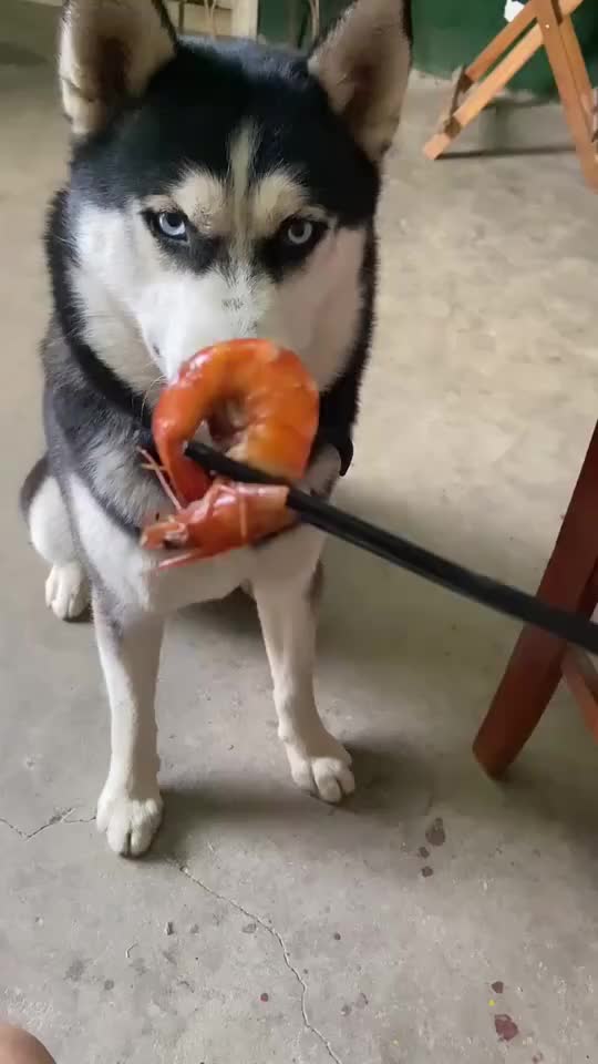 自从养狗后虾壳也没浪费过了