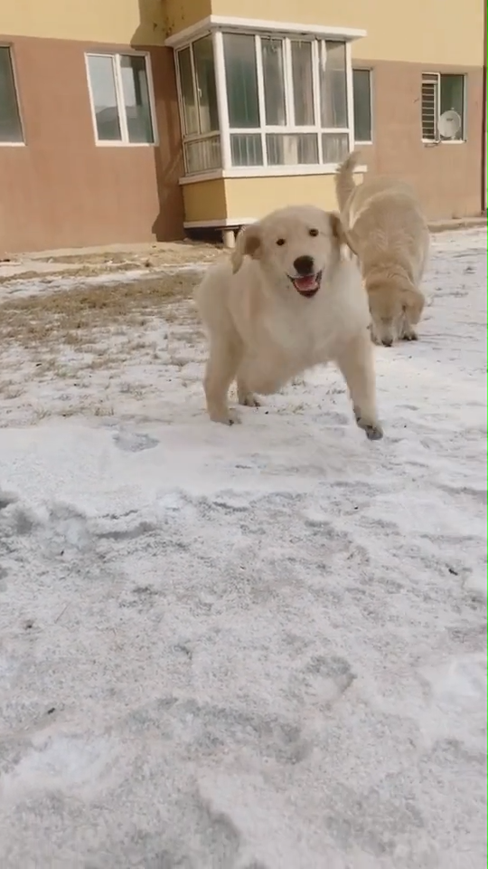 难得带狗子出来玩雪，狗子已经陷入疯狂中！