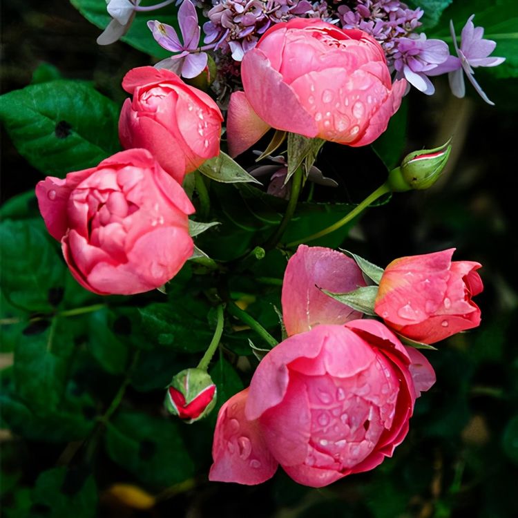 两种月季适合小白入手 开花量大 容易存活 财经头条 两种月季适合小白入手 开花量大 容易存活 财经头条