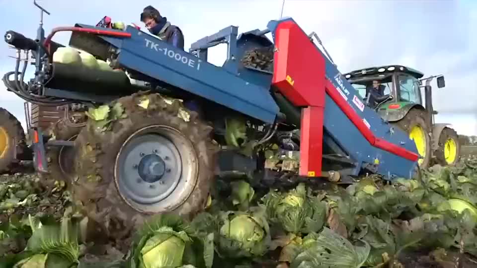 好先进的包菜收割机不愧是农业战斗机在国内都没见过