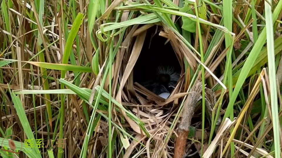 红毛鸡的鸟窝极其隐蔽,在茂密的茅草里,不仔细找很难发现