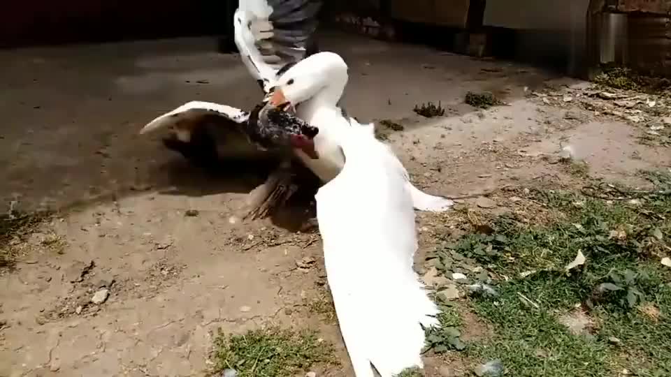 鹅和鸭子打架,鸭子被欺负的不要不要的