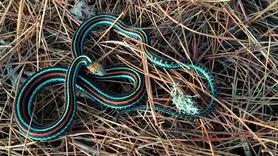 最诡异的"蛇",像壁虎遇到危险就断尾,断成几截还能活