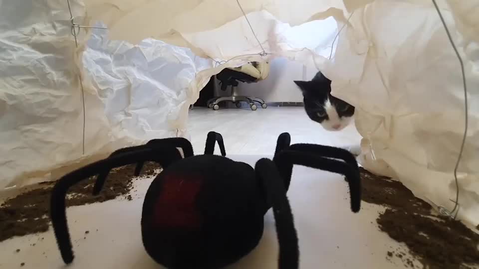 猫咪见到"大蜘蛛",没想到反应这么大,差点笑出眼泪