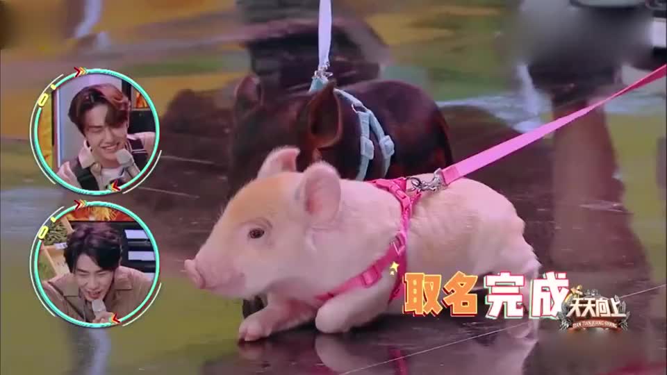 天天向上:王一博上节目喂猪,自创喂猪术语与猪互动