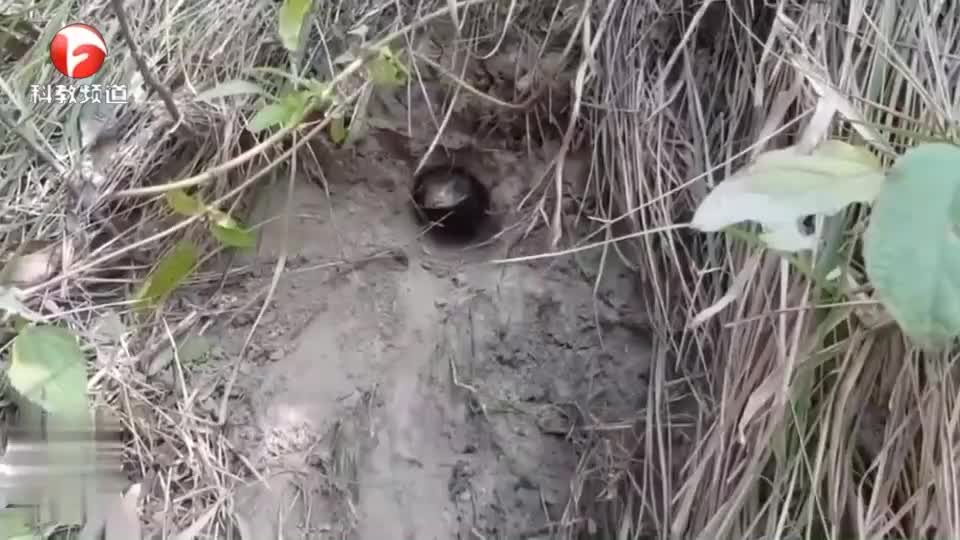 广西小伙发现蛇洞后直接徒手抓起了蛇胆真大