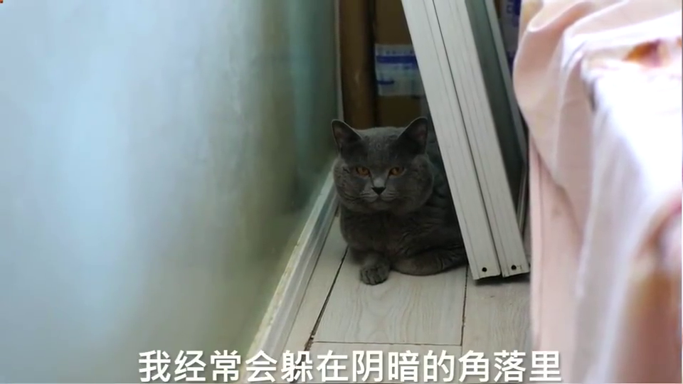 家里的喵星人躲在角落里它这是在干嘛