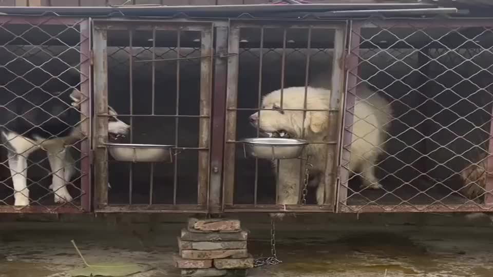 二哈大战藏獒,还抢饭吃,笑的我肚子疼