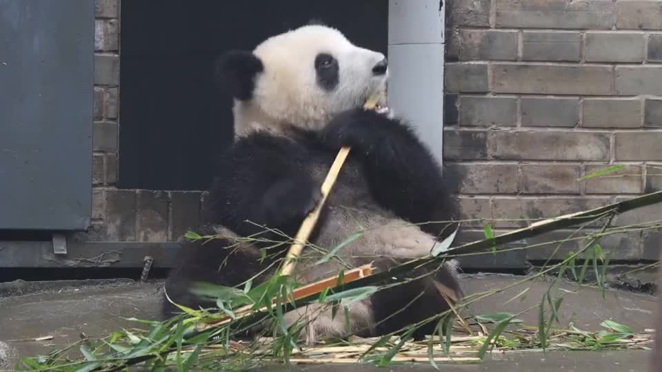熊猫:吃饱竹子还想扛回去,可爱到冒泡