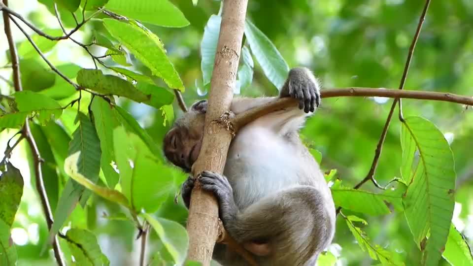 小猴子睡着了它十分的可爱安逸