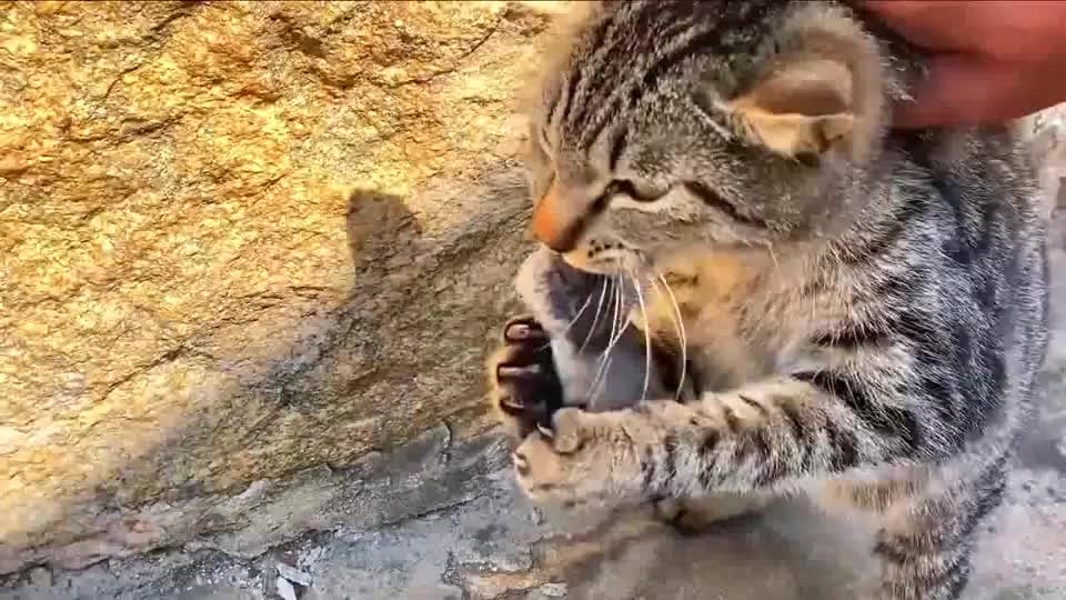 狸花猫5秒吃掉一个老鼠头毙鼠山庄名不虚传