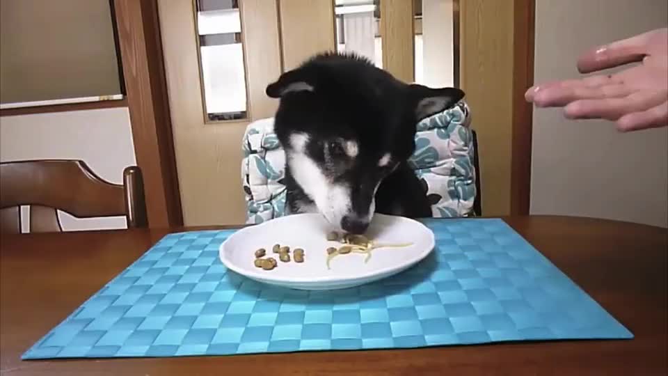 一盘意大利面柴犬几口就吃完了盘子都舔的好干净