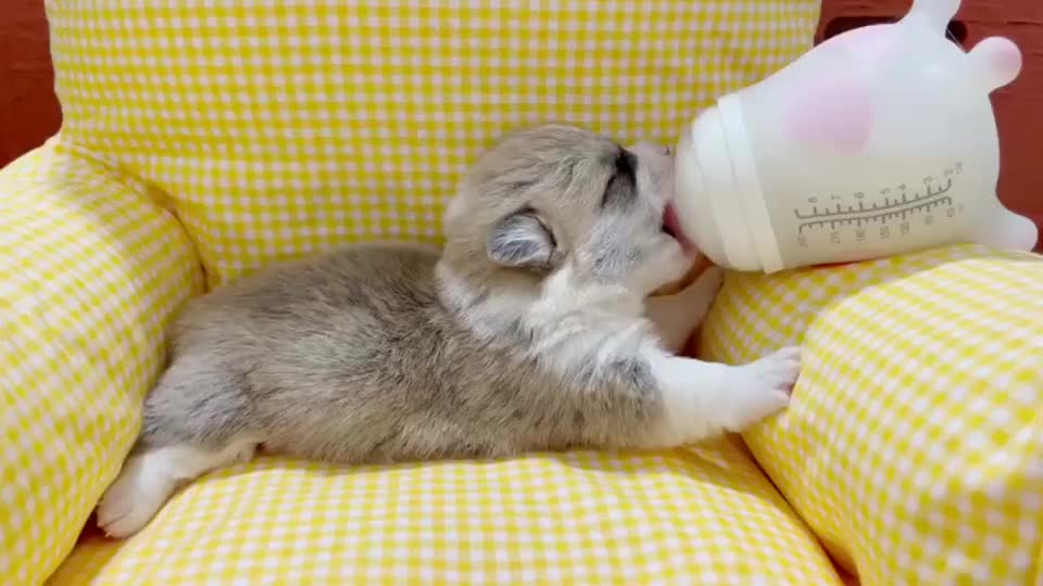 小奶猫自助吃奶省心啊