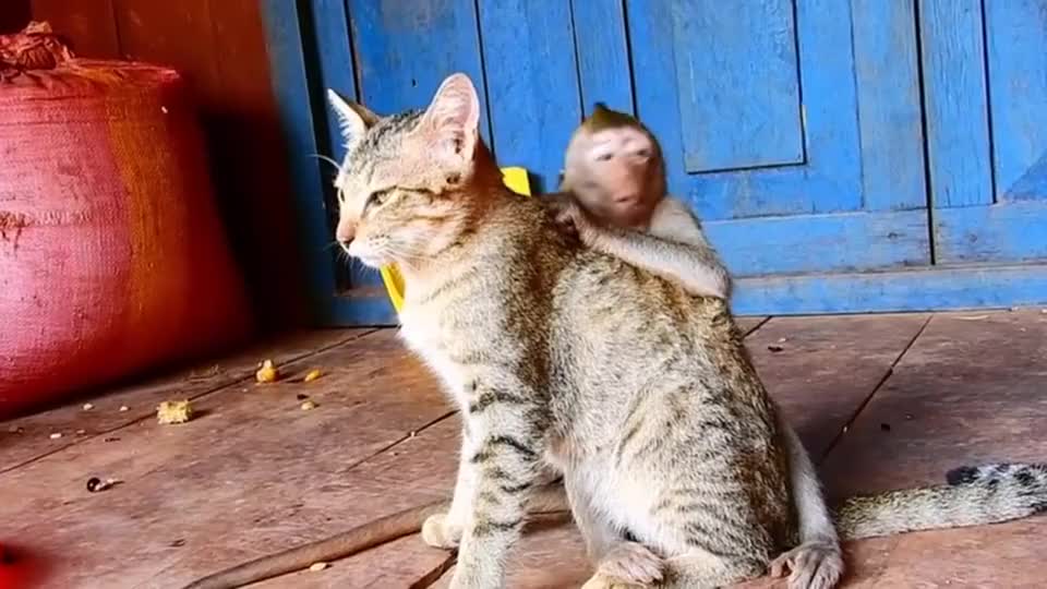小猴子突然就母爱泛滥,硬扒着小猫逮虱子|猴子|猫|虱子_新浪新闻