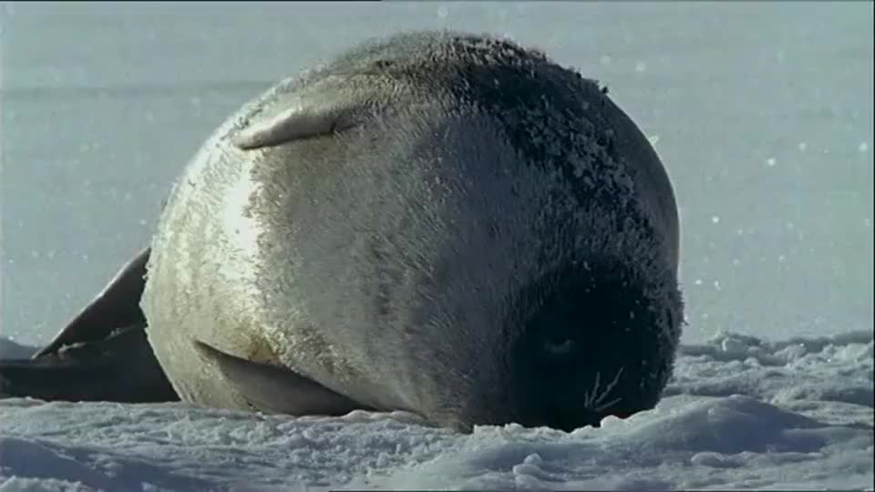 海豹因为北极熊的威胁只能选择在并不稳定的冰面喂养宝宝